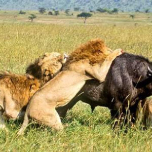11-Day / 10-Night Kenya Grand Rift Valley & Northern Circuit Safari