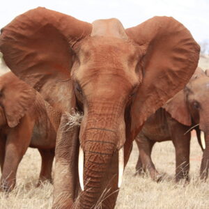 2-Day / 1-Night Salt Lick Game Sanctuary – Taita Hills Wildlife Sanctuary