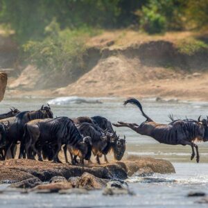 4-Day Wildebeest Migration Expedition Tour