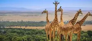 3-Day / 2-Night Meru National Park Safari Expedition