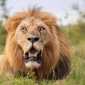 6 Days Maasai Mara & Serengeti Wildebeest Migration Safari
