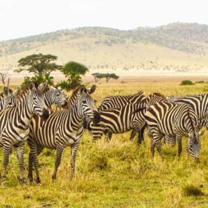 8-Day Northern Kenya Safari – Samburu, Buffalo Springs, Shaba & Ol Pejeta