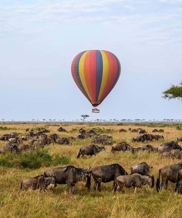 brisonsafari-6