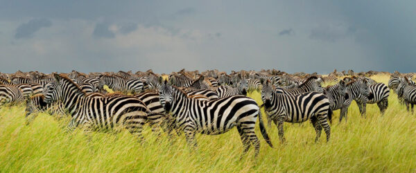 11 Days 10 night Nairobi City Tour, Lake Naivasha, Lake Nakuru National Park, Lake Bogoria National Reserve, Thomson Falls Lodge, Solio Ranch Sanctuary, Samburu National Game Reserve, Meru National Park from 480$ to 5280$ p.p