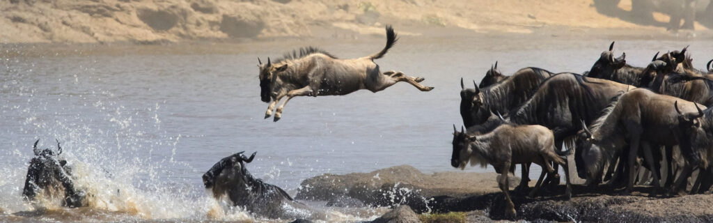 9-days-8-nights-kenya-tanzania-lake-victoria-wildebeest-migration-expedition-banner