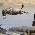 9-days-8-nights-kenya-tanzania-lake-victoria-wildebeest-migration-expedition-banner