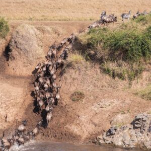 3-Day Masai Mara Road Safari