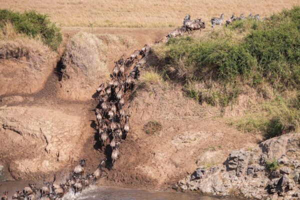 4-day Masai Mara Wildebeest Migration Safari Tour