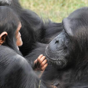3-Day / 2-Night Ol Pejeta Conservancy & Chimpanzee Sanctuary Safari