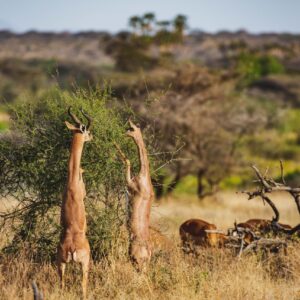 4-Day Luxury Fly-In Safari Laikipia / Lewa Conservancy (Luxury & Conservation Experience)