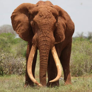 4-Day Tsavo East & Tsavo West Fly-In Safari