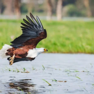4-Day Masai Mara + Lake Naivasha Safari