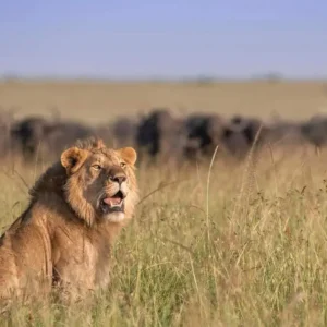 7-Day Masai Mara → Lake Naivasha → Amboseli → Tsavo East Safari