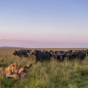 6 Days Masai Mara & Samburu Fly-In Safari