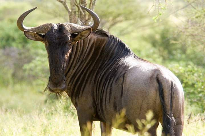 brisonsafaris (450)