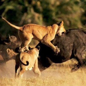 10-Day / 9-Night Budget Kenya–Tanzania Cross-Border Safari