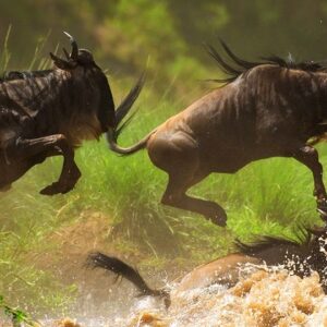 7 Days Luxury Nairobi Fly-In Safari