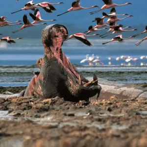 3 Days Lake Naivasha & Lake Elementaita Safari Tour