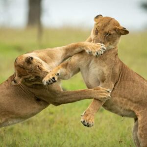 5 Days Amboseli & Masai Mara Fly-In Safari