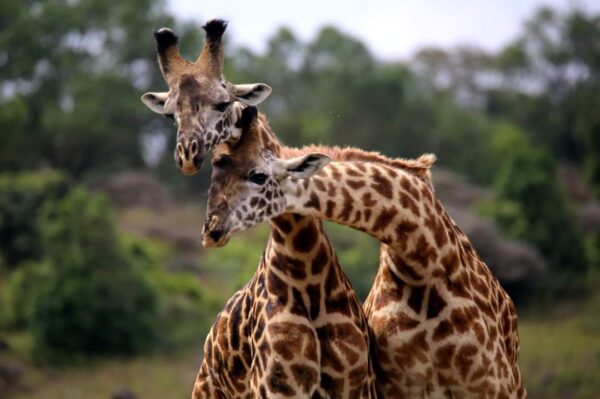 10Days Honeymoon Vacation Package Adventure in Tanzania