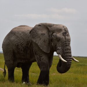 3-Day / 2-Night Aberdare National Park Safari at the foot Mt. Kenya
