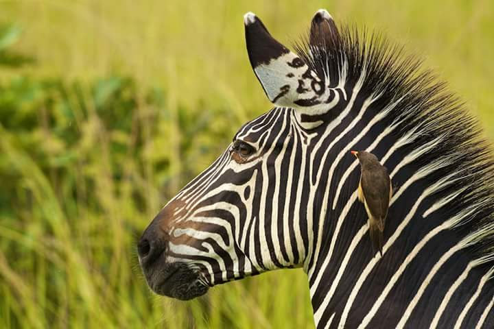 brisonsafaris (10)