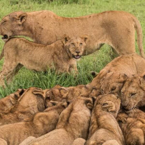 8-Day Kenya Wildebeest Migration Safari + Zanzibar Island Vacation