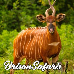 5-Day / 4-Night Samburu, Buffalo Springs & Meru National Park Safari