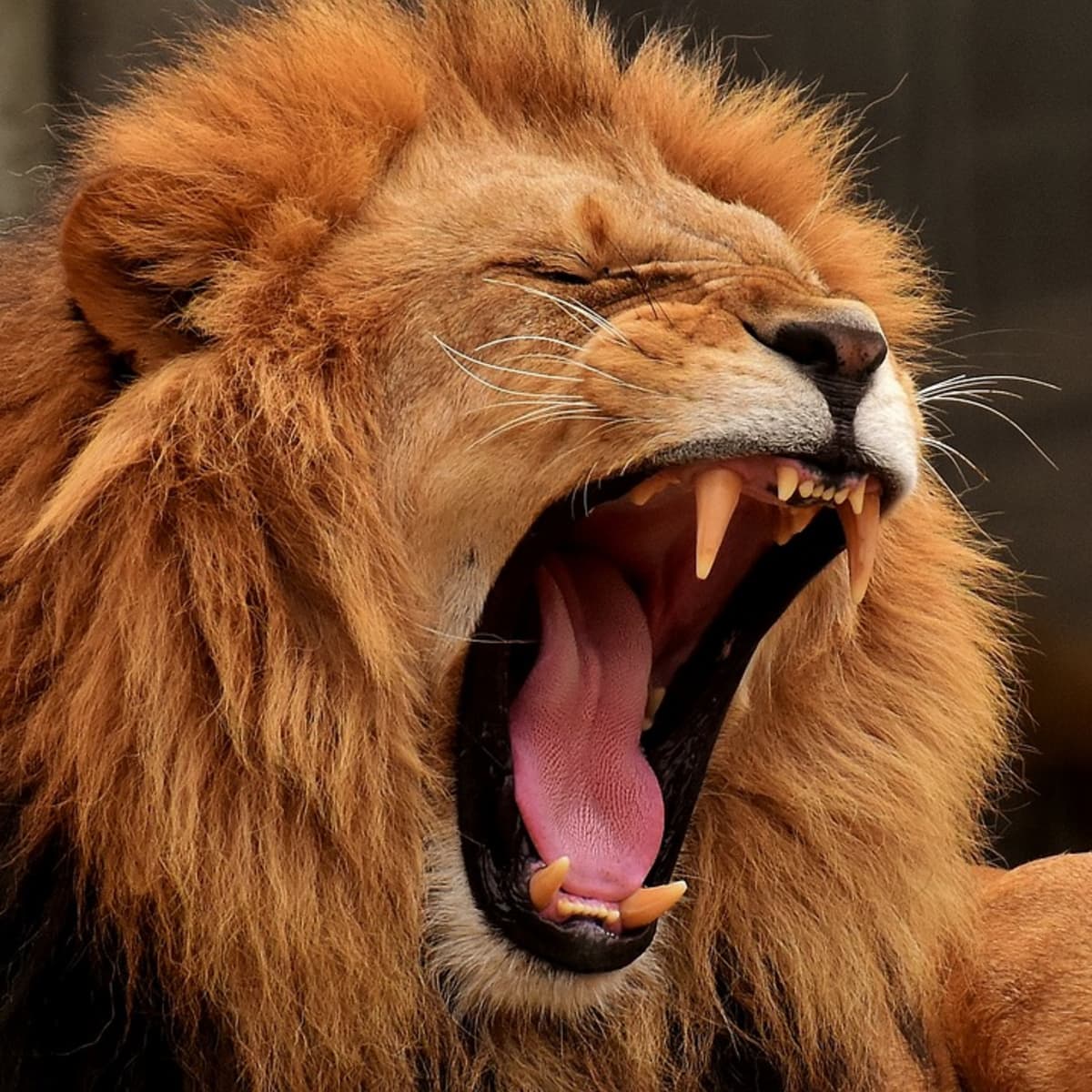 roar