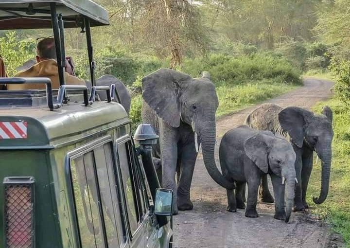Last-Minute Safari Bookings