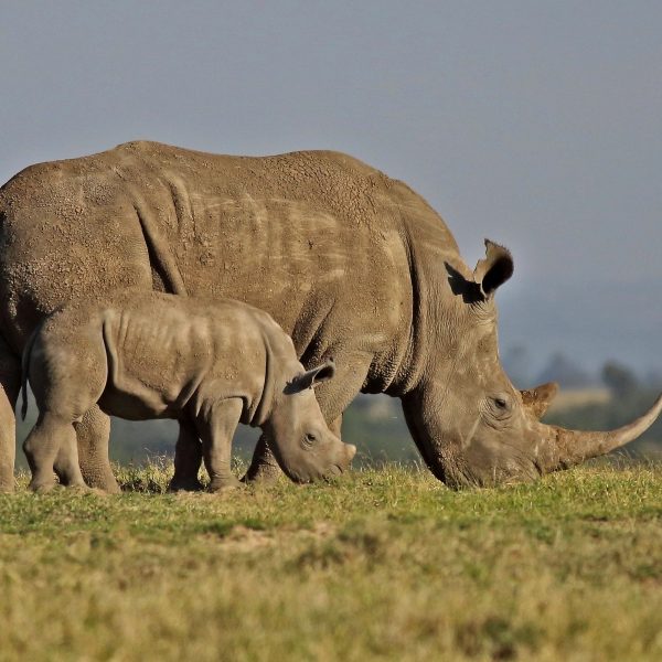 brisonsafaris-139