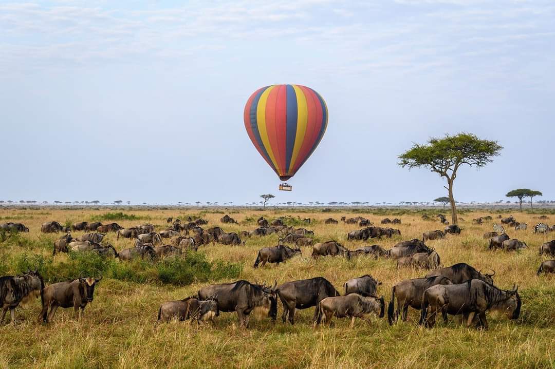 brisonsafari (6) kenya-safaris kenya-safari-tours kenya-tour-packages kenya-travel-packages kenya-holidays best-safari-in-kenya affordable-kenya-safaris luxury-kenya-safari-packages kenya-wildlife-tours adventure-safaris-kenya kenya-beach-and-safari-holidays private-kenya-safari-tours tailor-made-safaris-kenya kenya-cultural-tours guided-tours-kenya