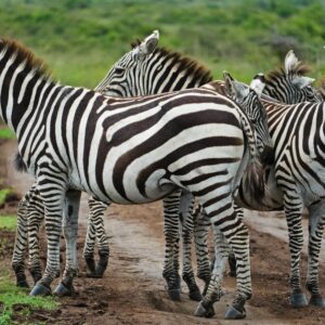 5-Day Luxury Fly-In Safari: Mombasa → Samburu → Meru National Park