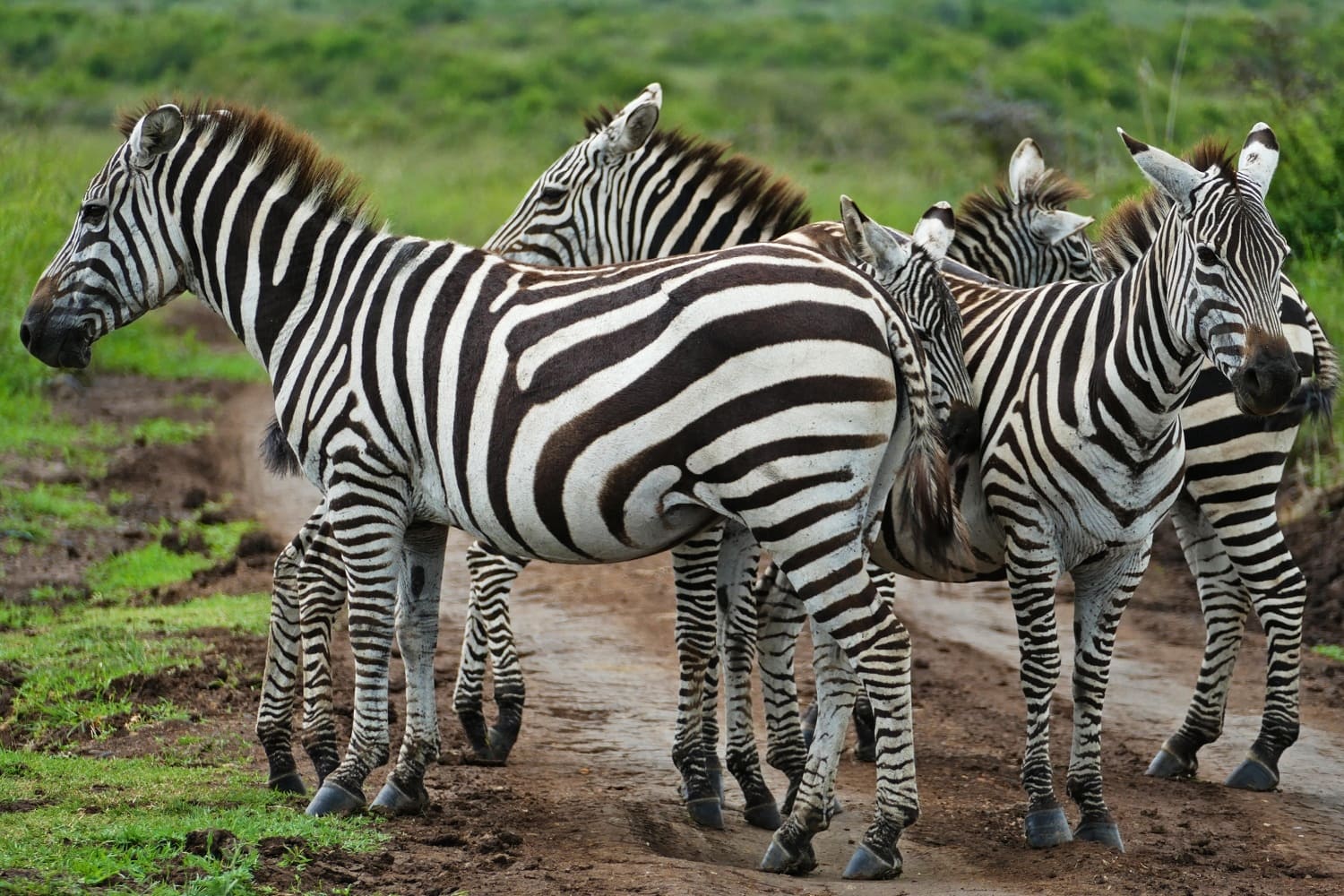 brisonsafaris (124)