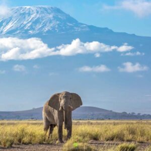 3 Days Amboseli Fly-In Safaris