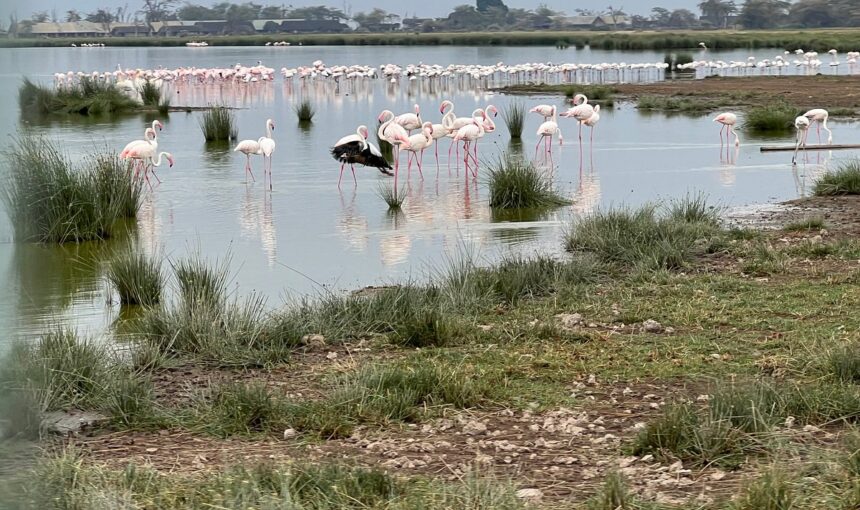 Bird Watching in Kenya: A Different Side of the Safari