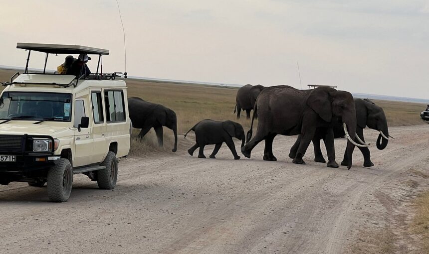 Amboseli at the foothill of Mt. Kilimanjaro the home of African Elephant