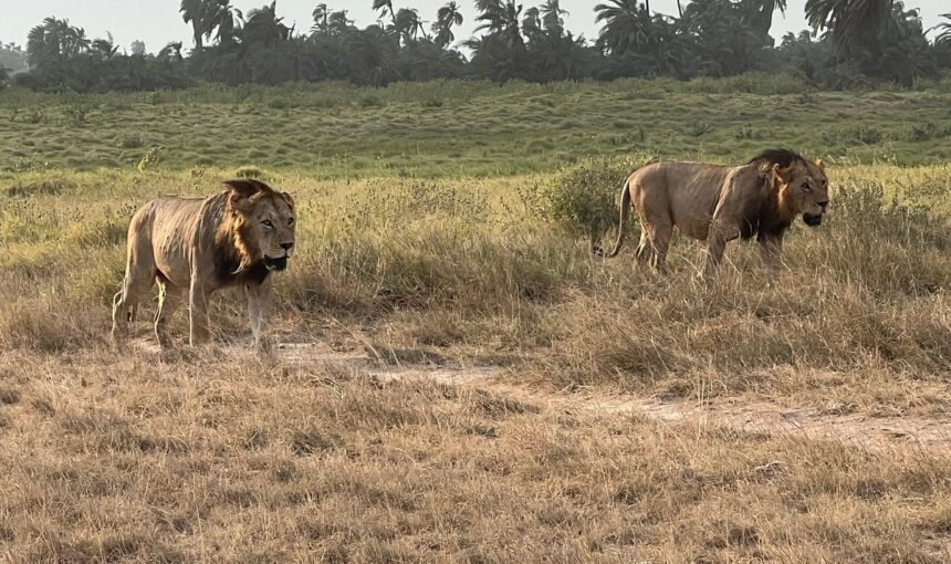 The Ultimate Guide to Planning a Kenya Safari