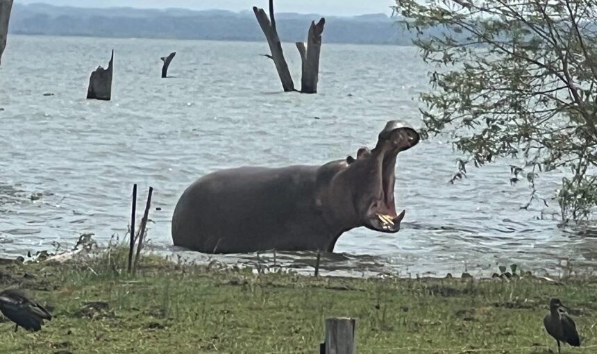 Lake Naivasha Day Trip