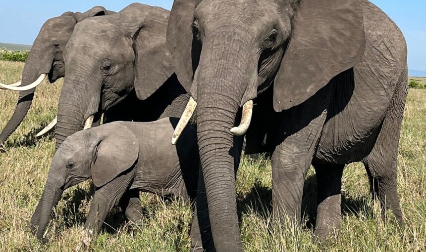 Beyond the Big Five: Discovering Kenya’s Smaller Wildlife