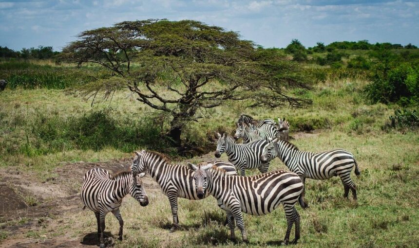 Complimentary Half-Day Nairobi National Park Game Drive